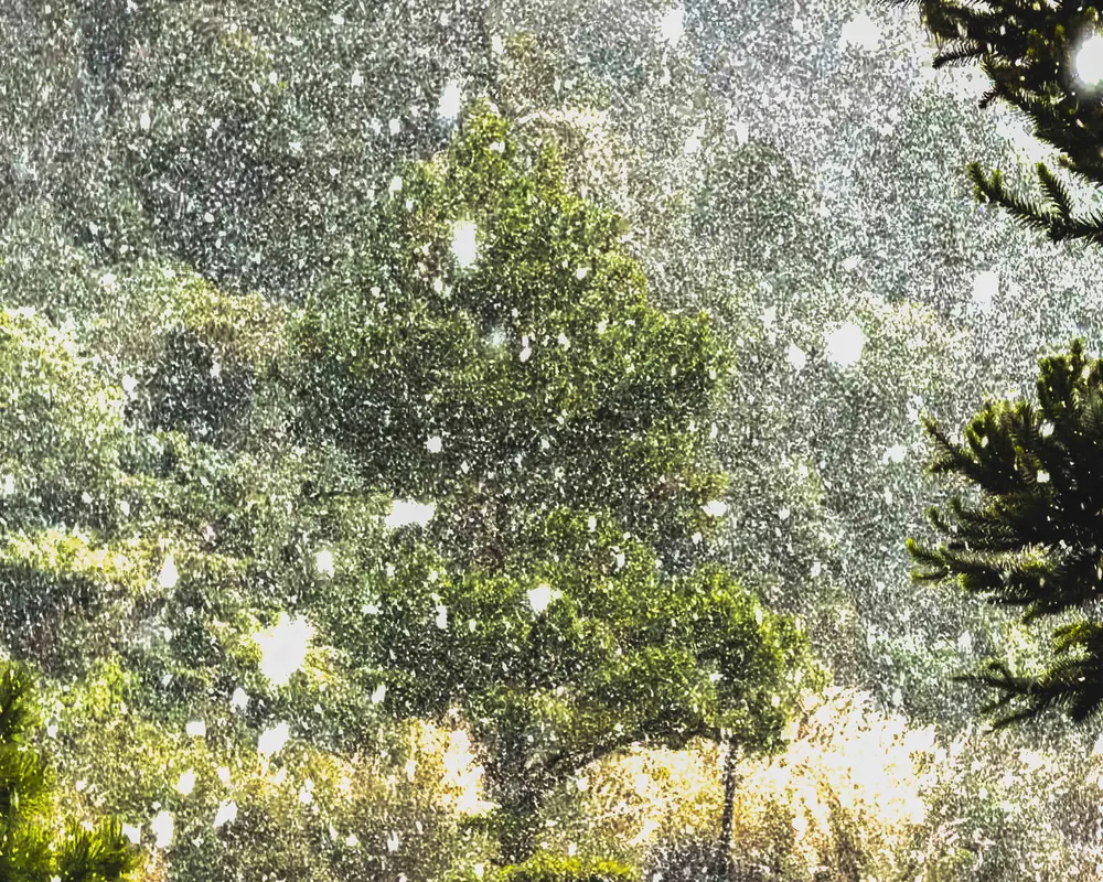 Araucárias sob a neve na área externa.